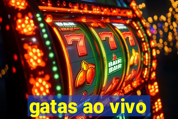 gatas ao vivo